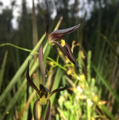 Lyperanthus suaveolens (Brown Beaks) at Black Mountain - 14 Oct 2021 by dgb900