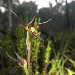 Lyperanthus suaveolens at Bruce, ACT - suppressed