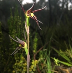 Lyperanthus suaveolens at Bruce, ACT - suppressed