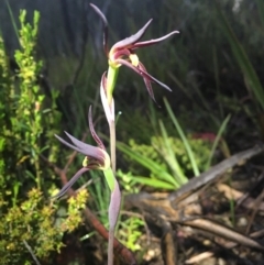 Lyperanthus suaveolens at Bruce, ACT - suppressed