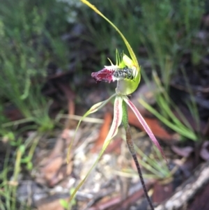 Caladenia atrovespa at Bruce, ACT - suppressed