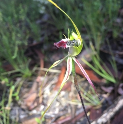 Caladenia atrovespa (Green-comb Spider Orchid) at Black Mountain - 14 Oct 2021 by dgb900