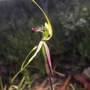 Caladenia atrovespa at Bruce, ACT - suppressed