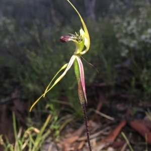 Caladenia atrovespa at Bruce, ACT - suppressed