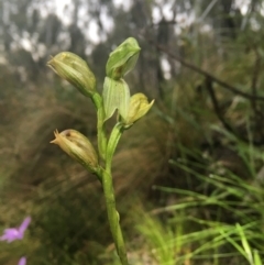 Bunochilus umbrinus (Broad-sepaled Leafy Greenhood) at Black Mountain - 14 Oct 2021 by dgb900