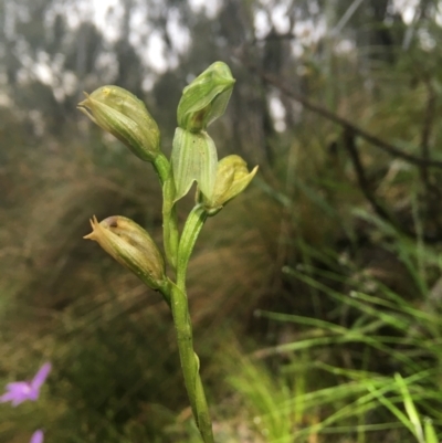 Bunochilus umbrinus (ACT) = Pterostylis umbrina (NSW) (Broad-sepaled Leafy Greenhood) at Point 5821 by dgb900