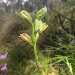 Bunochilus umbrinus (ACT) = Pterostylis umbrina (NSW) at suppressed - suppressed