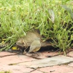 Acanthiza chrysorrhoa (Yellow-rumped Thornbill) at Aranda, ACT - 15 Oct 2021 by KMcCue