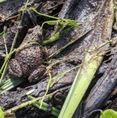 Crinia signifera (Common Eastern Froglet) at Hamilton Valley, NSW - 14 Oct 2021 by ChrisAllen