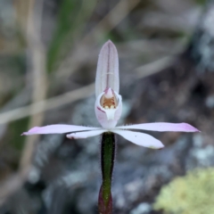 Caladenia fuscata (Dusky Fingers) at Mount Majura - 16 Sep 2021 by jb2602