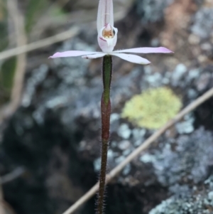 Caladenia fuscata at Hackett, ACT - 16 Sep 2021