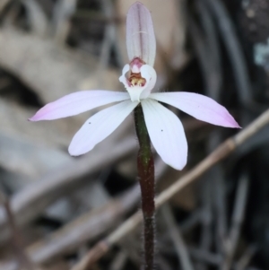 Caladenia fuscata at Hackett, ACT - 16 Sep 2021