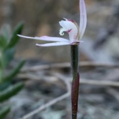 Caladenia fuscata at Hackett, ACT - 16 Sep 2021