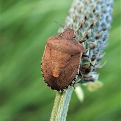 Dictyotus conspicuus (A shield or stink bug) at Cook, ACT - 14 Oct 2021 by CathB