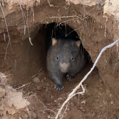 Vombatus ursinus (Common wombat, Bare-nosed Wombat) at Pine Island to Point Hut - 8 Sep 2021 by BraedyJ