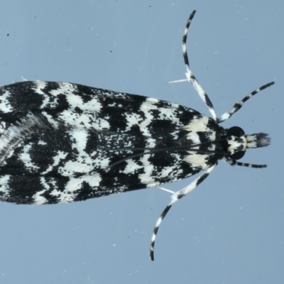 Scoparia exhibitalis (A Crambid moth) at Ainslie, ACT - 13 Oct 2021 by jb2602