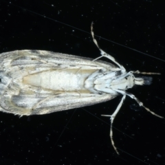 Scoparia exhibitalis at Ainslie, ACT - 13 Oct 2021