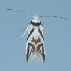 Oxythecta acceptella (Scat Moth) at Ainslie, ACT - 13 Oct 2021 by jbromilow50