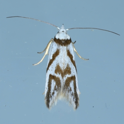 Oxythecta acceptella (Scat Moth) at Ainslie, ACT - 13 Oct 2021 by jb2602