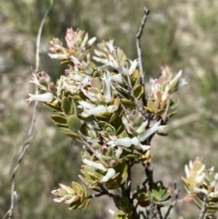 Brachyloma daphnoides (Daphne Heath) at Rob Roy Range - 8 Oct 2021 by BraedyJ