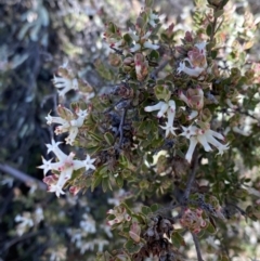 Brachyloma daphnoides at Conder, ACT - 8 Oct 2021 03:23 PM