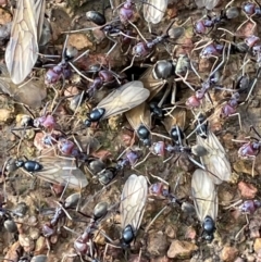 Iridomyrmex purpureus at Watson, ACT - 14 Oct 2021 05:00 PM