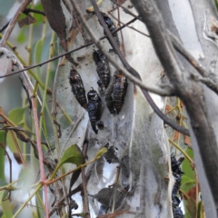 Delias harpalyce (Imperial Jezebel) at Stromlo, ACT - 14 Oct 2021 by HelenCross