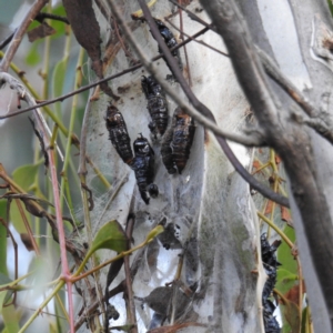 Delias harpalyce at Stromlo, ACT - 14 Oct 2021