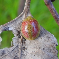 Paropsisterna fastidiosa (Eucalyptus leaf beetle) at Lions Youth Haven - Westwood Farm A.C.T. - 14 Oct 2021 by HelenCross