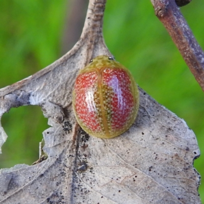 Paropsisterna fastidiosa (Eucalyptus leaf beetle) at Stromlo, ACT - 14 Oct 2021 by HelenCross