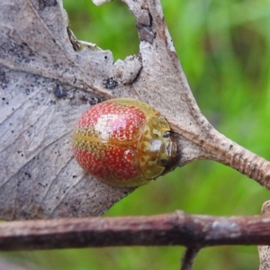 Paropsisterna fastidiosa at Stromlo, ACT - 14 Oct 2021