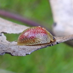 Paropsisterna fastidiosa at Stromlo, ACT - 14 Oct 2021