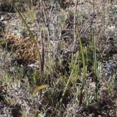 Thelymitra (Genus) (Sun Orchid) at Theodore, ACT - 22 Sep 2021 by MichaelBedingfield