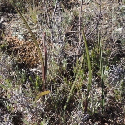 Thelymitra sp. (A Sun Orchid) at Theodore, ACT - 22 Sep 2021 by michaelb