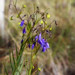 Stypandra glauca (Nodding Blue Lily) at Tralee, NSW - 15 Oct 2021 by MB