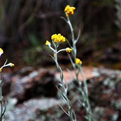 Chrysocephalum semipapposum (Clustered Everlasting) at Tralee, NSW - 14 Oct 2021 by MB