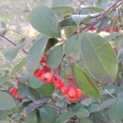 Cotoneaster glaucophyllus (Cotoneaster) at Tuggeranong Hill - 22 Sep 2021 by michaelb