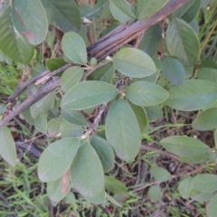 Cotoneaster glaucophyllus at Theodore, ACT - 22 Sep 2021