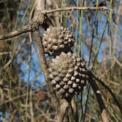 Allocasuarina verticillata (Drooping Sheoak) at Theodore, ACT - 22 Sep 2021 by michaelb