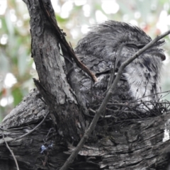 Podargus strigoides (Tawny Frogmouth) at Kambah, ACT - 15 Oct 2021 by JohnBundock