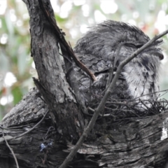 Podargus strigoides (Tawny Frogmouth) at Kambah, ACT - 14 Oct 2021 by JohnBundock