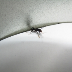 Rhytidoponera sp. (genus) (Rhytidoponera ant) at Nicholls, ACT - 12 Oct 2021 by Birdy