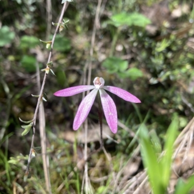 Caladenia fuscata (Dusky Fingers) at Black Mountain - 15 Oct 2021 by RangerJim