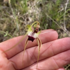 Caladenia atrovespa (Green-comb Spider Orchid) at Molonglo Valley, ACT - 15 Oct 2021 by RangerJim