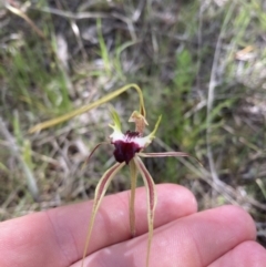 Caladenia atrovespa at Molonglo Valley, ACT - suppressed