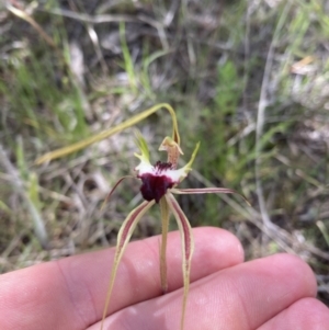 Caladenia atrovespa at Molonglo Valley, ACT - suppressed