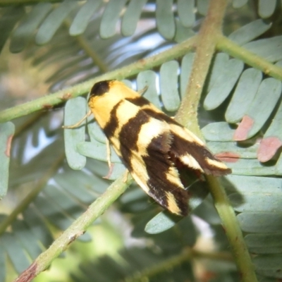 Thallarcha partita (Dark-banded Footman) at Coree, ACT - 11 Oct 2021 by Christine