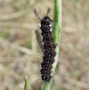 Nyctemera amicus at Cook, ACT - 19 Sep 2021 09:45 AM