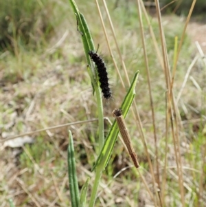 Nyctemera amicus at Cook, ACT - 19 Sep 2021 09:45 AM