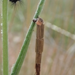 Lepidoscia arctiella (Tower Case Moth) at Mount Painter - 18 Sep 2021 by CathB